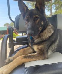 Lost Female Dog last seen Sand pit, Aberdeen, NC 28315