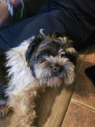 Reunited Female Dog last seen Allen Heights and Exchange, Allen, TX 75013