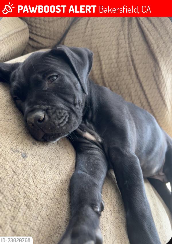 Lost Male Dog last seen Monitor, Bakersfield, CA 93304