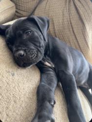 Lost Male Dog last seen Monitor, Bakersfield, CA 93304