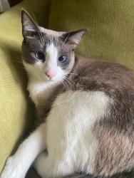 Lost Male Cat last seen University Dr and FM1385, across the street from costco, Aubrey, TX 76227