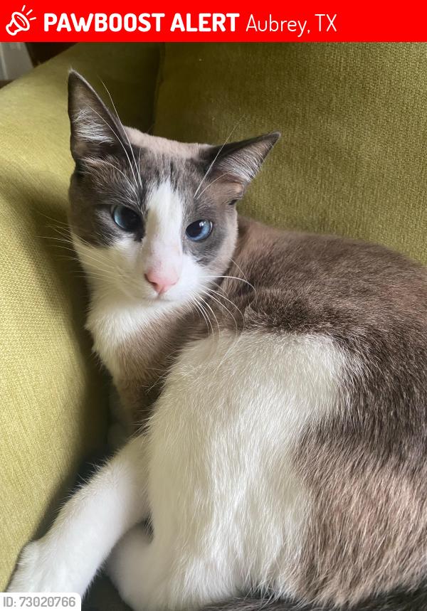 Lost Male Cat last seen University Dr and FM1385, across the street from costco, Aubrey, TX 76227