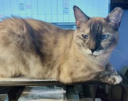 Reunited Female Cat last seen Near Glendale Pl, Austin, TX 78704, USA, Austin, TX 78704
