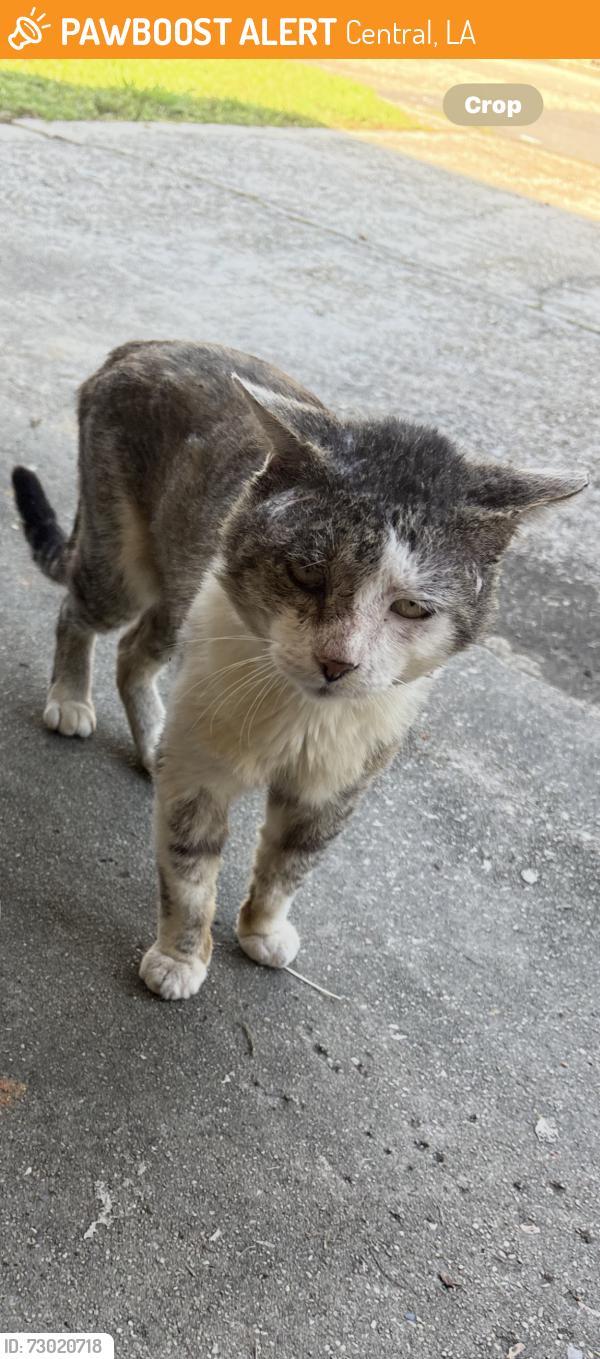 Found/Stray Male Cat last seen Sullivan, Central, LA 70739