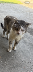 Found/Stray Male Cat last seen Sullivan, Central, LA 70739