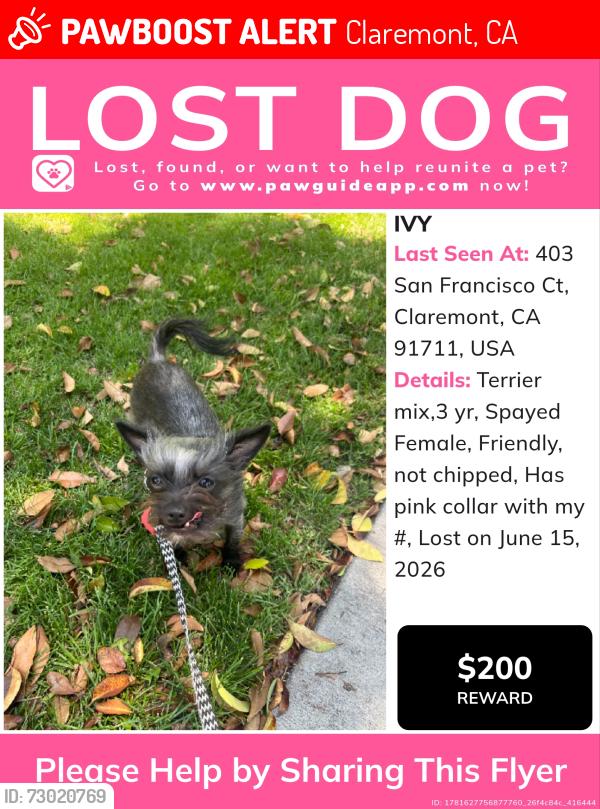 Lost Female Dog last seen Indian hill blvd, Claremont, CA 91711