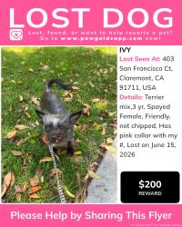Lost Female Dog last seen Indian hill blvd, Claremont, CA 91711
