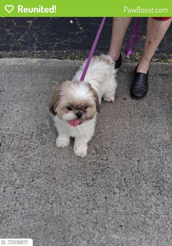 Reunited Female Dog last seen Near and Jackson st hollywood fl, Hollywood, FL 33021