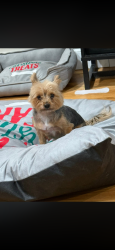 Lost Female Dog last seen Floyd, Sioux City, IA 51104