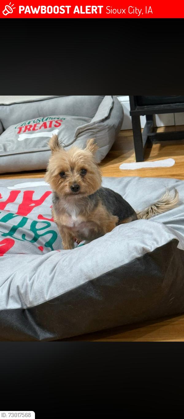 Lost Female Dog last seen Floyd, Sioux City, IA 51104