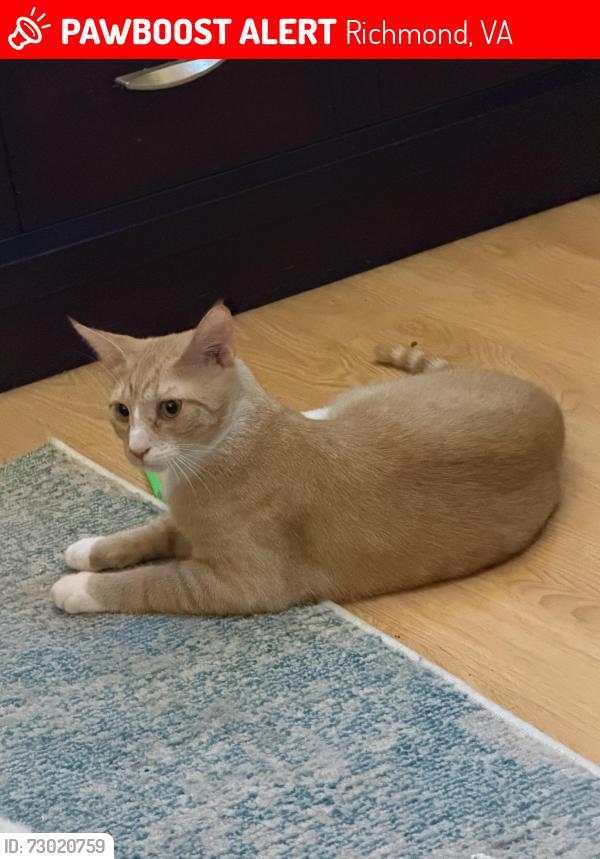 Lost Male Cat last seen Bondurant Dr/Hickson Dr, Richmond, VA 23236