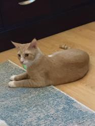 Lost Male Cat last seen Bondurant Dr/Hickson Dr, Richmond, VA 23236
