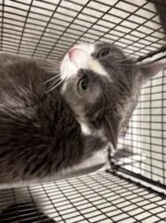 Shelter Stray Female Cat last seen , 14409 Vanowen St, Van Nuys, CA 91405, USA