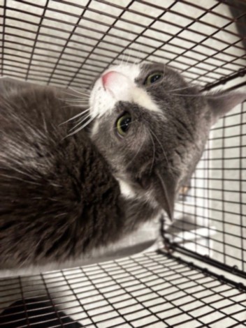 Shelter Stray Female Cat last seen , 14409 Vanowen St, Van Nuys, CA 91405, USA