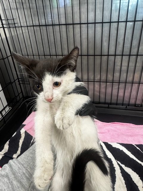 Shelter Stray Male Cat last seen , 14409 Vanowen St, Van Nuys, CA 91405, USA