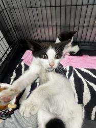 Shelter Stray Male Cat last seen , 14409 Vanowen St, Van Nuys, CA 91405, USA