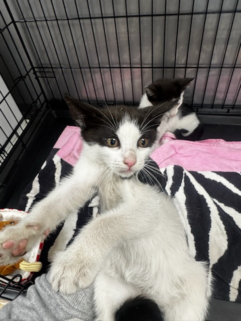 Shelter Stray Male Cat last seen , 14409 Vanowen St, Van Nuys, CA 91405, USA