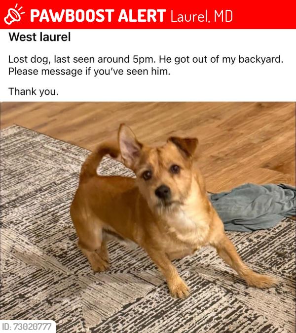 Lost Male Dog last seen Between Bradford and Plowman Court on Bond Mill Rd, Laurel, MD 20707
