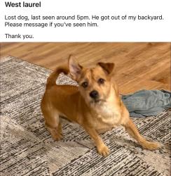 Lost Male Dog last seen Between Bradford and Plowman Court on Bond Mill Rd, Laurel, MD 20707