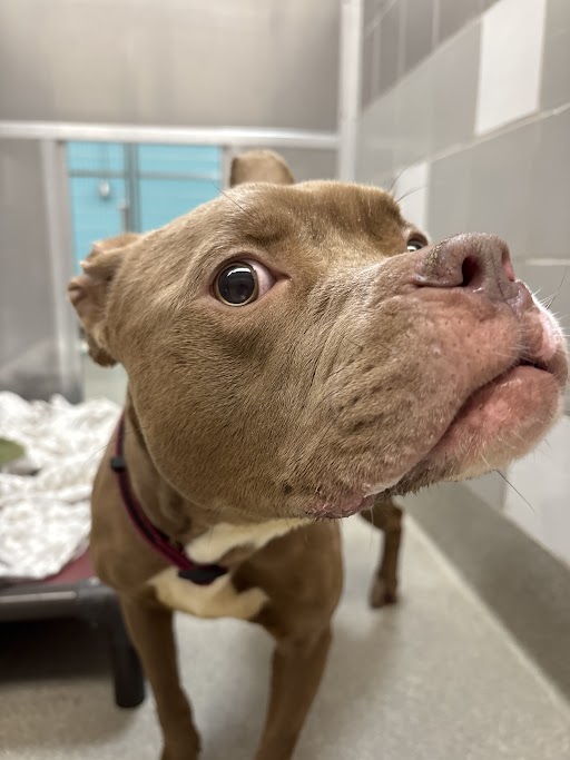 Shelter Stray Female Dog last seen Near BLOCK MOUNTAIN VISTA ST, LAS VEGAS NV 89120, 655 N Mojave Rd, Las Vegas, NV 89101, USA