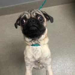 Shelter Stray Male Dog last seen Near BLOCK VAN PATTEN ST, LAS VEGAS NV 89109, 655 N Mojave Rd, Las Vegas, NV 89101, USA