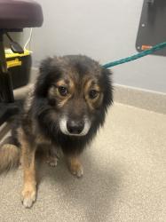 Shelter Stray Male Dog last seen VEGAS DR & N RANCHO DR, 655 N Mojave Rd, Las Vegas, NV 89101, USA