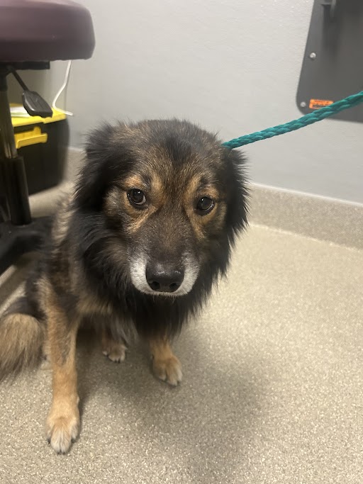 Shelter Stray Male Dog last seen VEGAS DR & N RANCHO DR, 655 N Mojave Rd, Las Vegas, NV 89101, USA