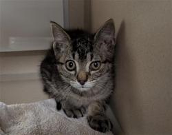 Shelter Stray Male Cat last seen Near BLOCK W 62ND AVE, DENVER CO 80221, 1241 W Bayaud Ave, Denver, CO 80223, USA