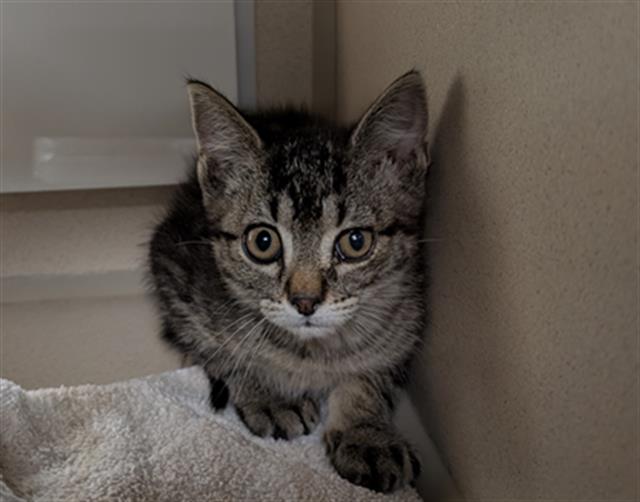 Shelter Stray Male Cat last seen Near BLOCK W 62ND AVE, DENVER CO 80221, 1241 W Bayaud Ave, Denver, CO 80223, USA