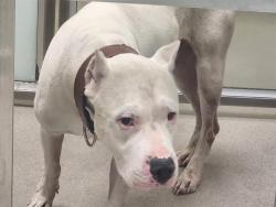 Shelter Stray Male Dog last seen Near BLOCK W CORNELL AVE, DENVER CO 80236, 1241 W Bayaud Ave, Denver, CO 80223, USA