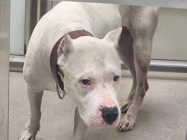 Shelter Stray Male Dog last seen Near BLOCK W CORNELL AVE, DENVER CO 80236, 1241 W Bayaud Ave, Denver, CO 80223, USA
