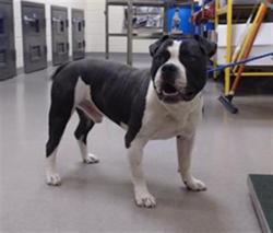 Shelter Stray Male Dog last seen Near BLOCK N FEDERAL BLVD, DENVER CO 80204, 1241 W Bayaud Ave, Denver, CO 80223, USA
