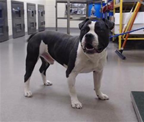 Shelter Stray Male Dog last seen Near BLOCK N FEDERAL BLVD, DENVER CO 80204, 1241 W Bayaud Ave, Denver, CO 80223, USA