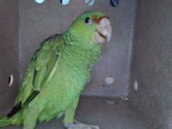 Shelter Stray Unknown Bird last seen , 4275 Elton St, Baldwin Park, CA 91706, USA