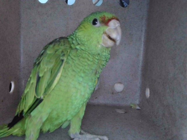 Shelter Stray Unknown Bird last seen , 4275 Elton St, Baldwin Park, CA 91706, USA