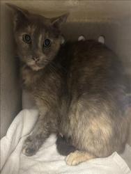 Shelter Stray Female Cat last seen , 957 N Gaffey St, San Pedro, CA 90731, USA