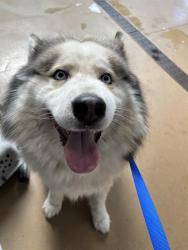 Shelter Stray Male Dog last seen SAN MIGUEL RD & ARROYO RD, 130 Beyer Way, Chula Vista, CA 91911, USA