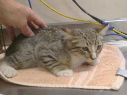Shelter Stray Male Cat last seen WAR HORSE CT/THUNDERHEAD CIR, 95662, 3839 Bradshaw Rd, Sacramento, CA 95827, USA