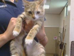 Shelter Stray Female Cat last seen WAR HORSE CT/THUNDERHEAD CIR, 95662, 3839 Bradshaw Rd, Sacramento, CA 95827, USA