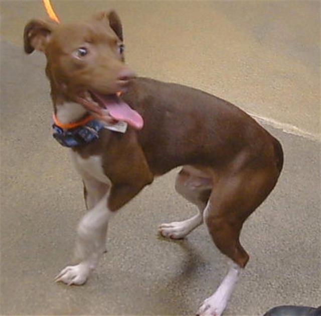 Shelter Stray Male Dog last seen EL CAMINO AVE/HOWE AVE, 95821, 3839 Bradshaw Rd, Sacramento, CA 95827, USA