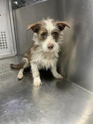 Shelter Stray Unknown Dog last seen , 4000 N Silverbell Rd, Tucson, AZ 85745, USA