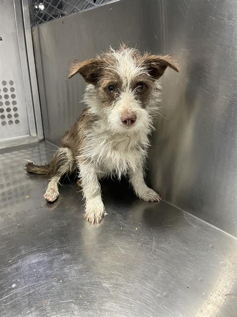 Shelter Stray Female Dog last seen , 4000 N Silverbell Rd, Tucson, AZ 85745, USA