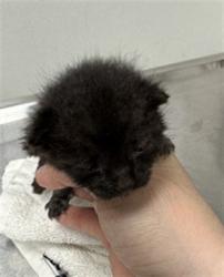 Shelter Stray Unknown Cat last seen , 11361 W Pico Blvd, Los Angeles, CA 90064, USA