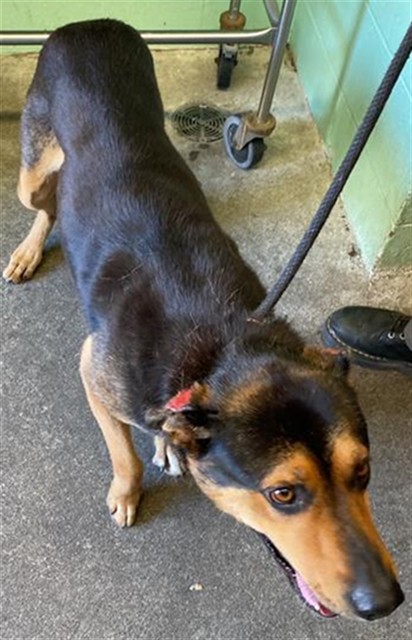 Shelter Stray Male Dog last seen FLORIN RD & LUTHER DR, 2127 Front St, Sacramento, CA 95818, USA