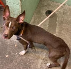 Shelter Stray Female Dog last seen LAND PARK DR & SUTTERVILLE RD, 2127 Front St, Sacramento, CA 95818, USA