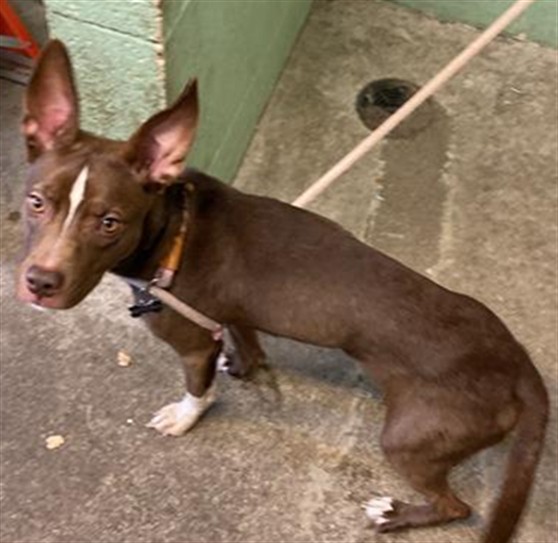 Shelter Stray Female Dog last seen LAND PARK DR & SUTTERVILLE RD, 2127 Front St, Sacramento, CA 95818, USA