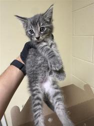 Shelter Stray Male Cat last seen VALLEY HI DR & HALKEEP WAY, 2127 Front St, Sacramento, CA 95818, USA
