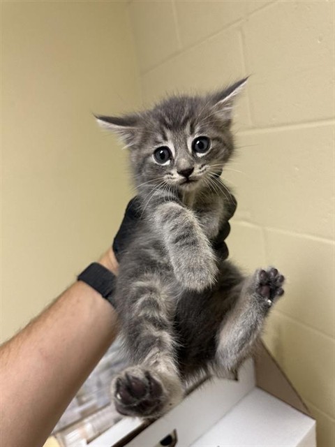 Shelter Stray Male Cat last seen VALLEY HI DR & HALKEEP WAY, 2127 Front St, Sacramento, CA 95818, USA