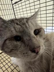 Shelter Stray Male Cat last seen GLEN ARVEN WAY & BREWERTON D, 2127 Front St, Sacramento, CA 95818, USA