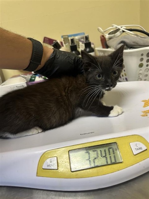 Shelter Stray Female Cat last seen GRACE AVE & KELTON WAY, 2127 Front St, Sacramento, CA 95818, USA
